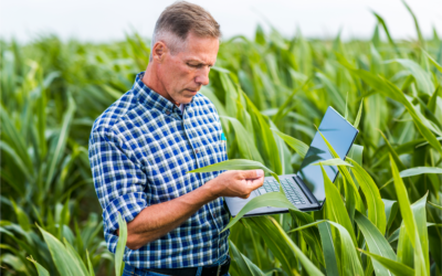 Perspectivas del mercado de granos para la campaña agrícola 2024/25