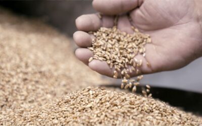 ¿Cual es la visión de las empresas de Distribución y Servicios para el Campo?