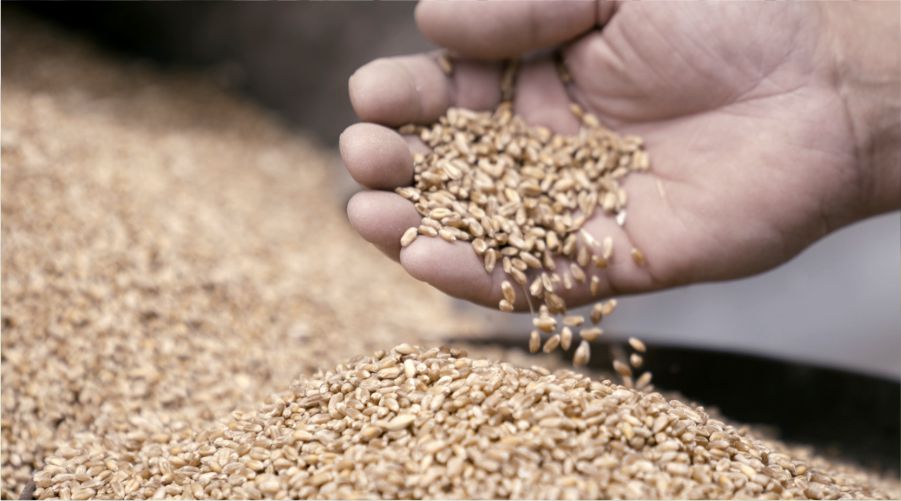 ¿Cual es la visión de las empresas de Distribución y Servicios para el Campo?